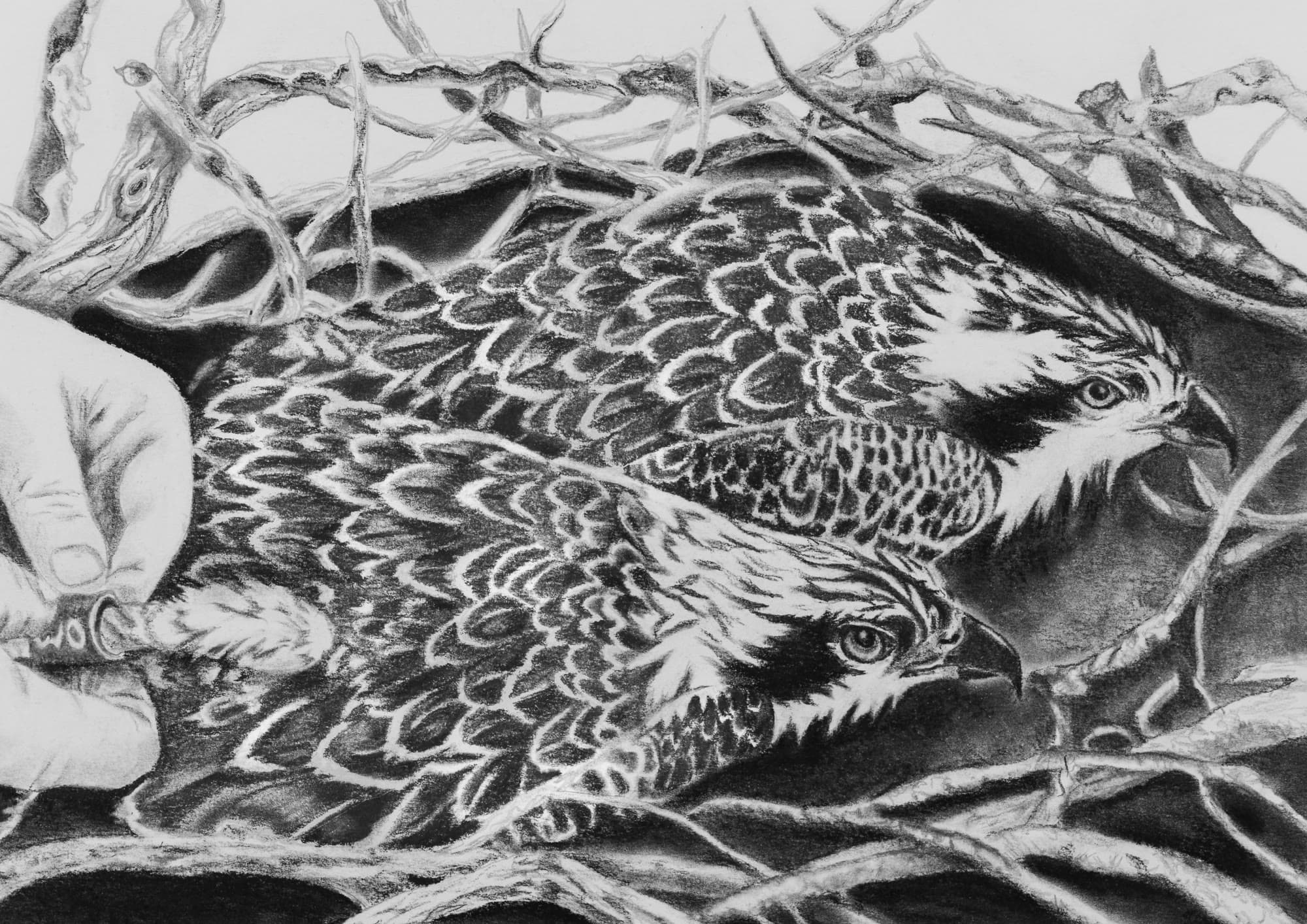 13, artwork by Penny Albright