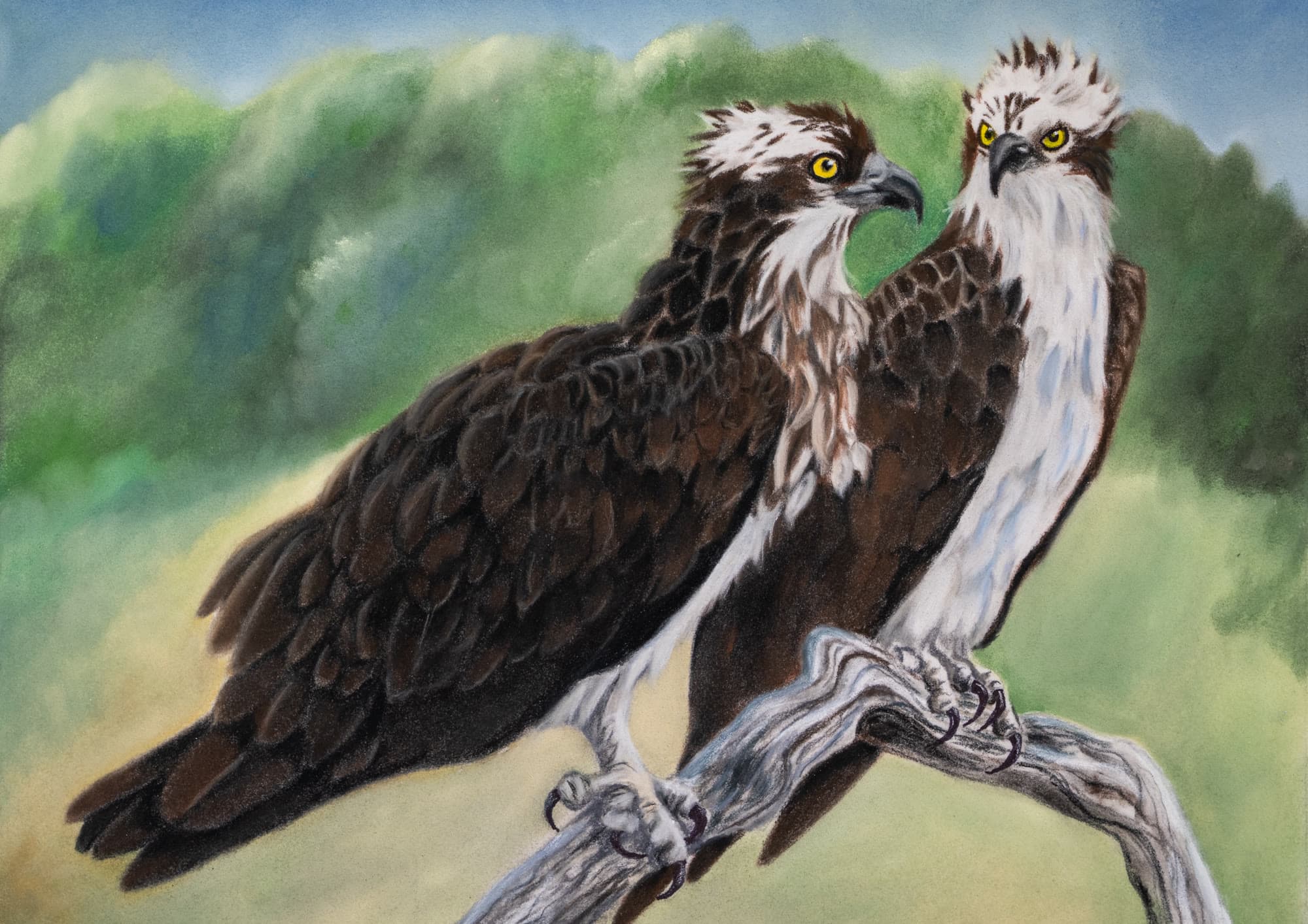5, artwork by Penny Albright